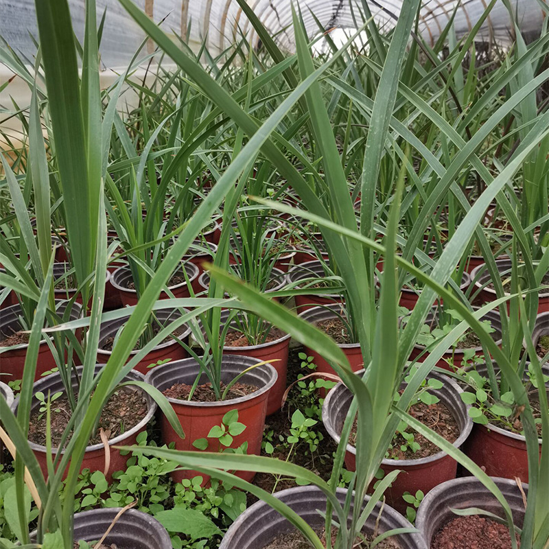 新西兰亚麻红箭绿箭亚麻小苗现货批发宿根苗木厂家供应基地种植