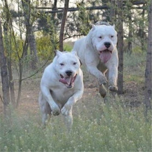 出售纯种阿根廷杜高犬幼犬活体家养猎犬幼崽大型猎犬巨型护卫犬