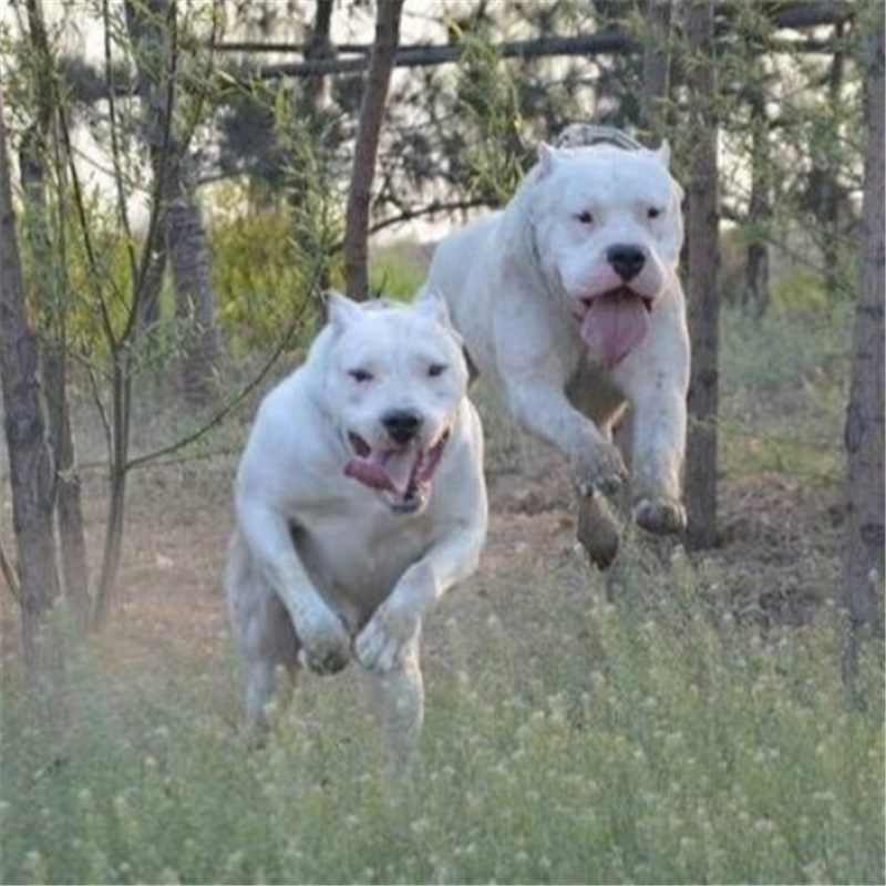 哈士奇犬,阿拉斯加犬以及猛犬:黑狼犬,狼青犬,马犬,卡斯罗犬,杜高犬