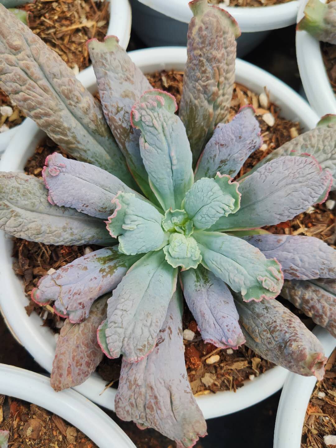 天羽多肉 裸根发 卷叶男爵 大棵 植物 批发大棚 云南基地发货