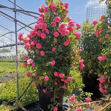 月季花盆栽灌木藤本大花浓香型植物庭院蔷薇玫瑰花卉四季开花园柱