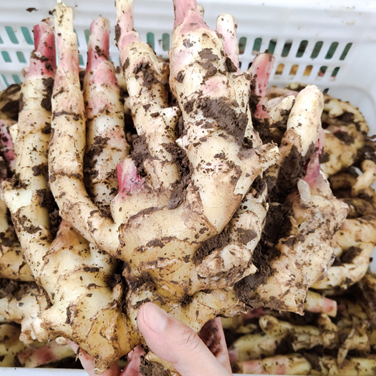 2022年新红爪姜五斤净重 生姜仔姜糖醋泡姜腌蔬菜竹根姜 红芽嫩姜