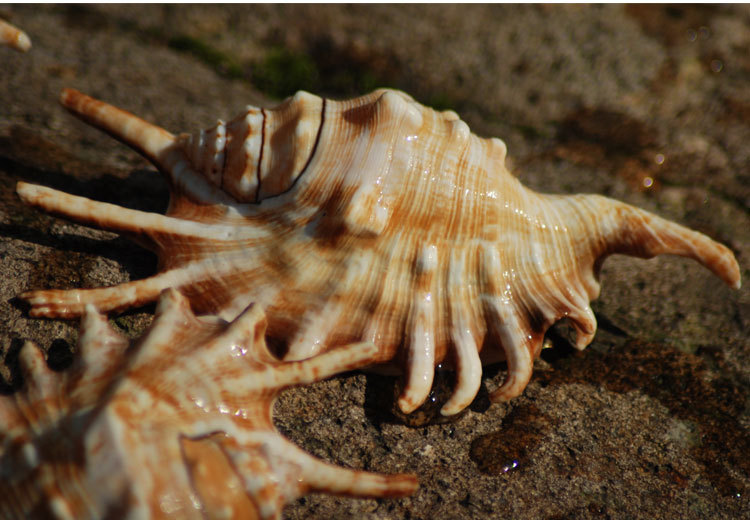 紫口蜘蛛螺 天然海螺贝壳 玫瑰骨螺送礼招财镇宅结婚礼物家居装饰