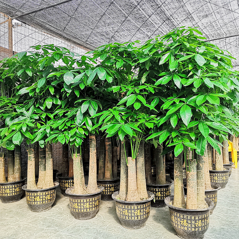 发财树盆栽三杆单杆植物室内客厅大号绿植开业送礼装饰办公室深圳
