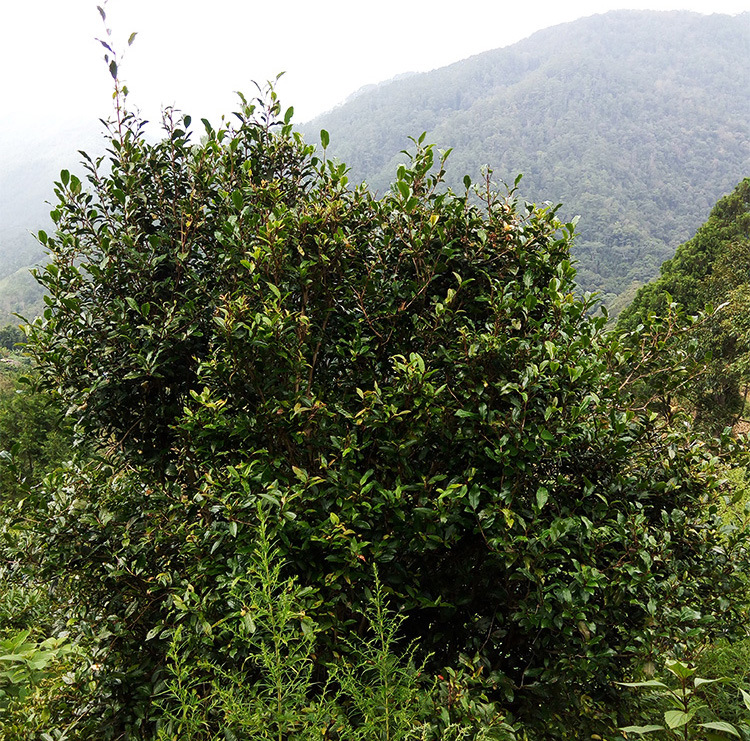 云南普洱茶生茶饼茶荒山放野茶老树茶口粮茶源头产地厂家批发陈茶