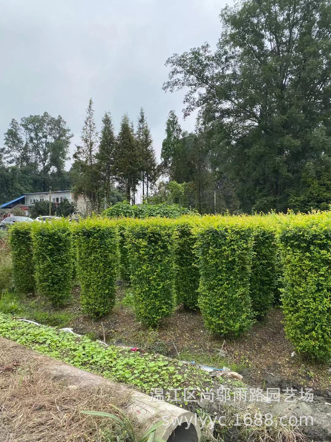 基地出售柱形女贞动物造型植物圆柱红继木公园用风车型绿植