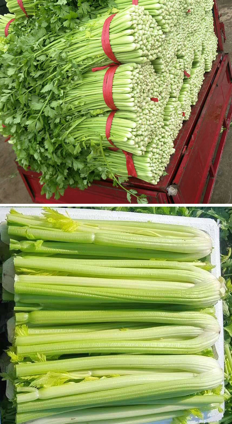 上海黄心芹种子 农田菜园可盆栽肉质脆嫩香纤维少实心黄芹籽批发