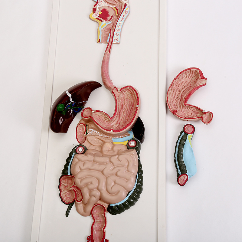 消化系统浮雕模型人体解剖各系统模型医学直观教学器材厂家批发