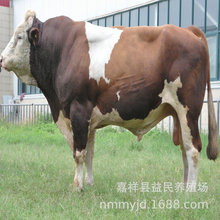 肉牛犊养殖场 纯种鲁西黄牛苗 山西省肉牛犊价格 鲁西黄牛肉牛犊