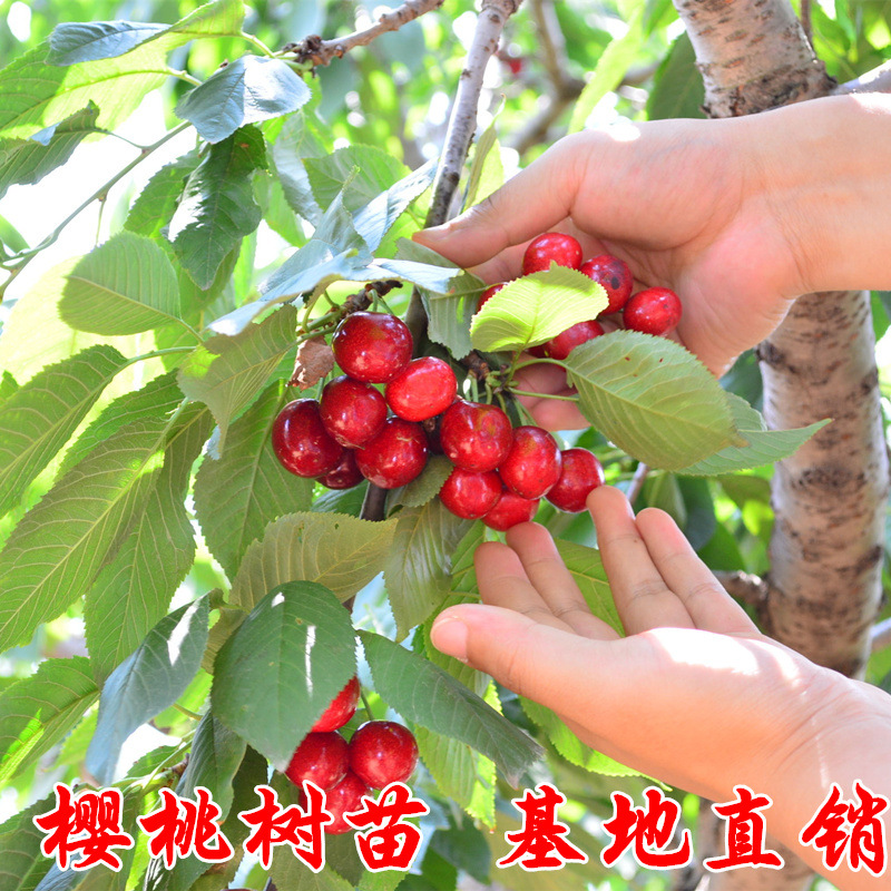 樱桃树苗 车厘子树苗 盆地栽当年结果南方北方种植庭院种植果树苗