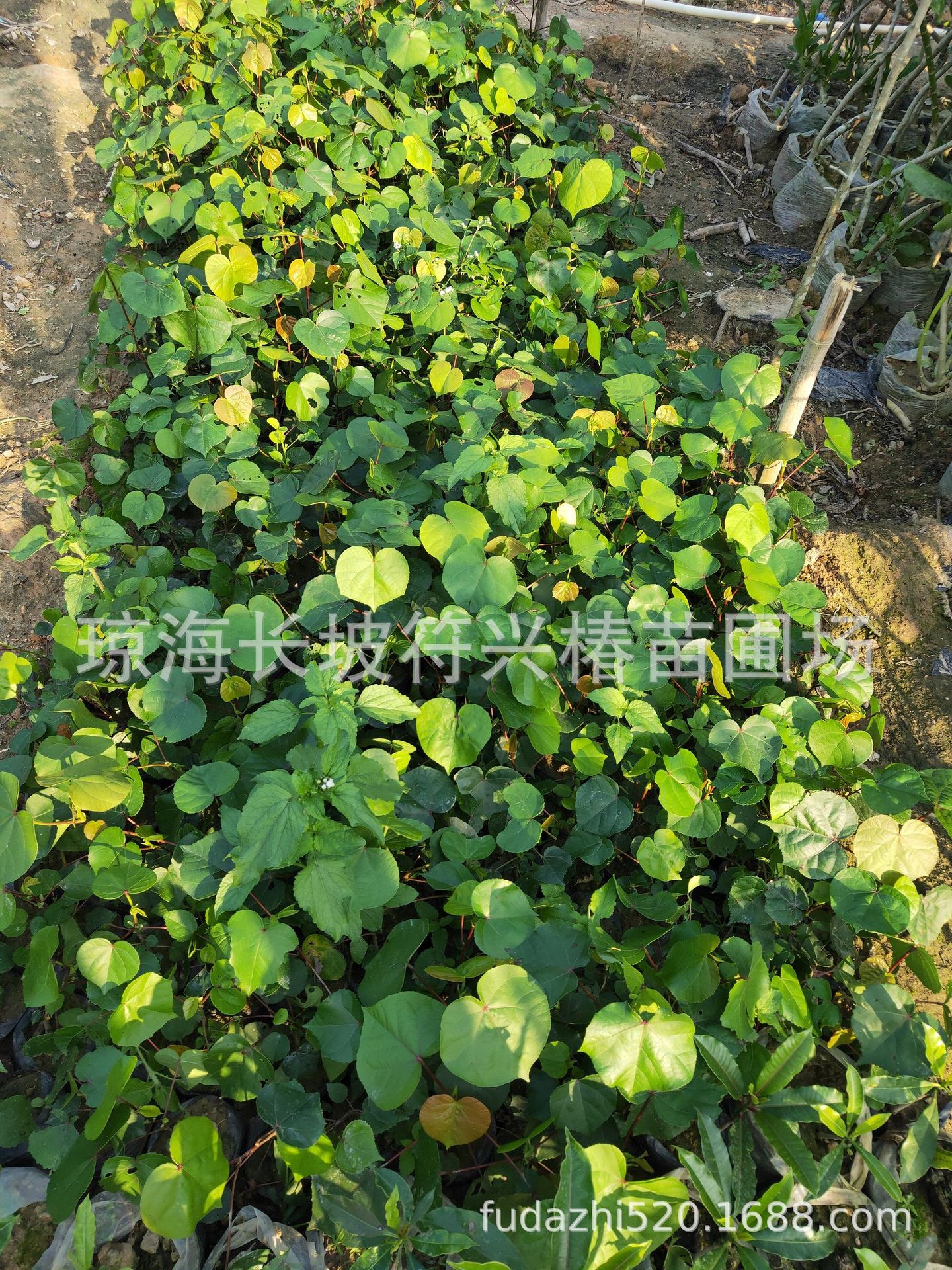 苗圃常年批量直销桐花树苗木(黄槿树/榄麻/海麻/海罗树/弓背)