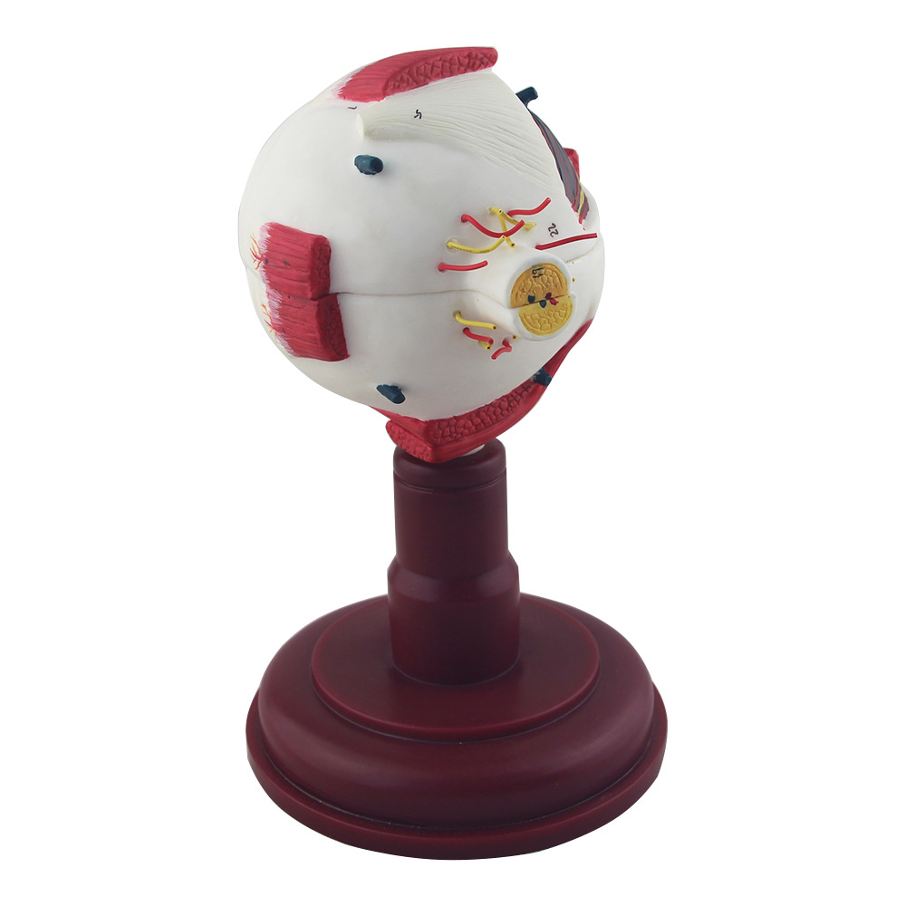 正品眼球放大模型眼球带支架模型高端眼科医用眼睛结构模型结构眼