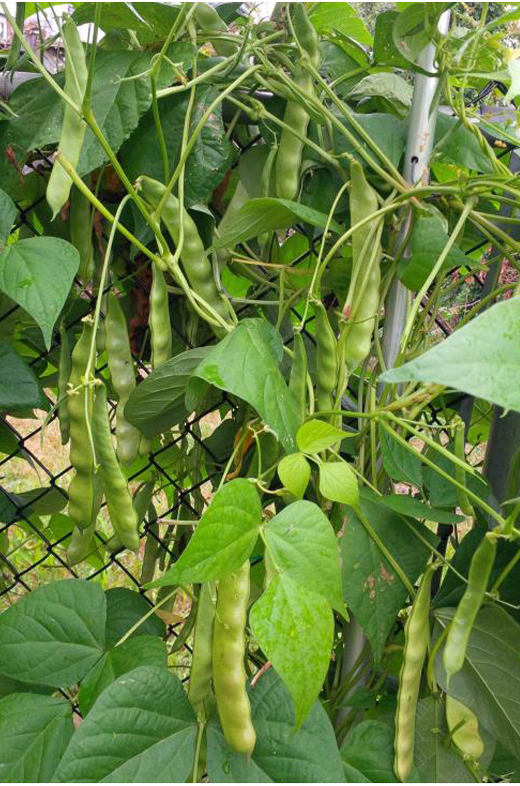 狮牌/一点红将军王油豆种子种籽中早熟高产油豆豆角芸豆蔬菜种孑