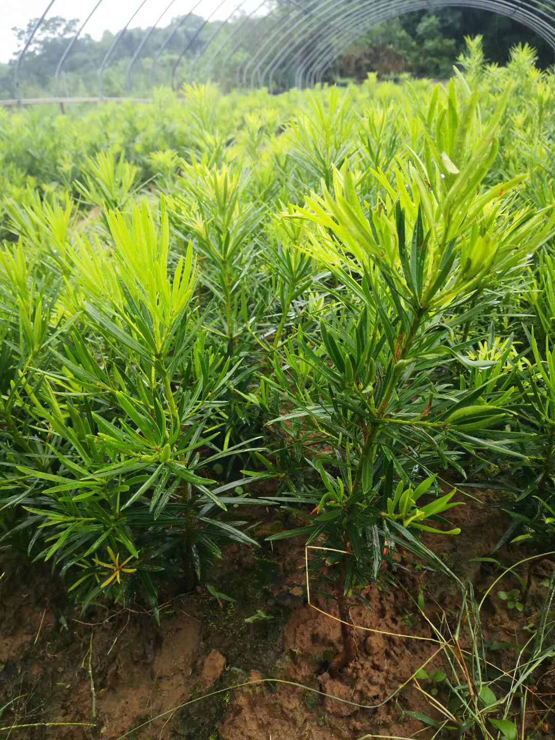 批发罗汉松当年苗 罗汉松小苗 芽苗 中叶罗汉松 5公分罗汉松