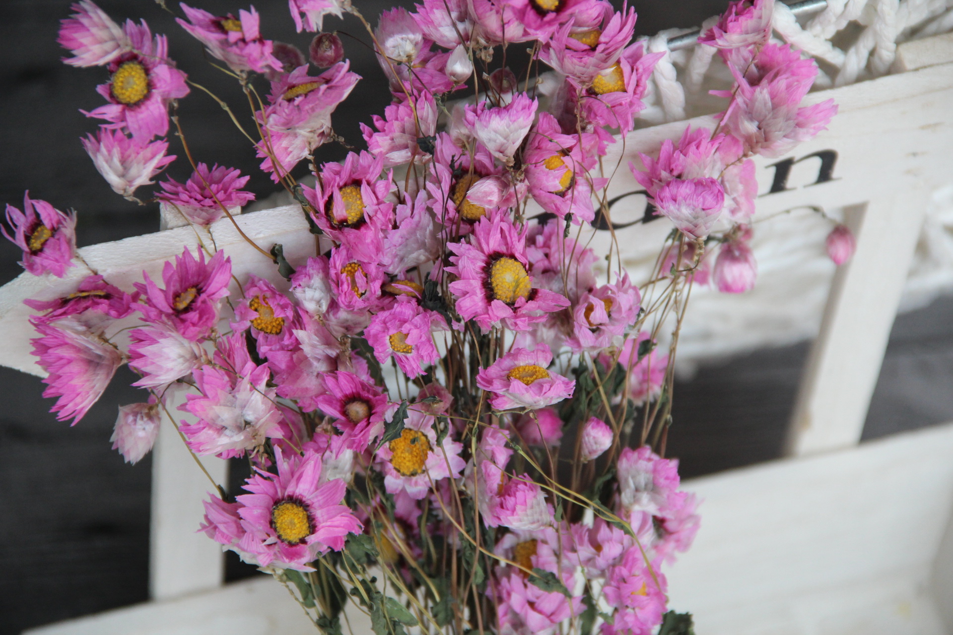 【罗丹丝】云南罗丹丝鲁丹鸟花艺花材配花一扎起订 40-50朵/束