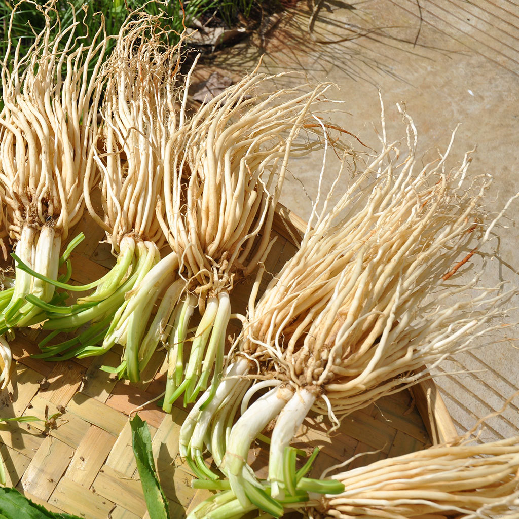 傣族景玻族常把苤菜根,小米辣,大蒜和姜舂碎了拌