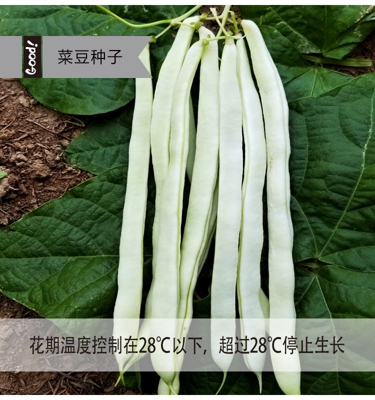批发白不老架芸豆种子宽扁白色四季豆春秋种植豆角种子爬藤菜籽种