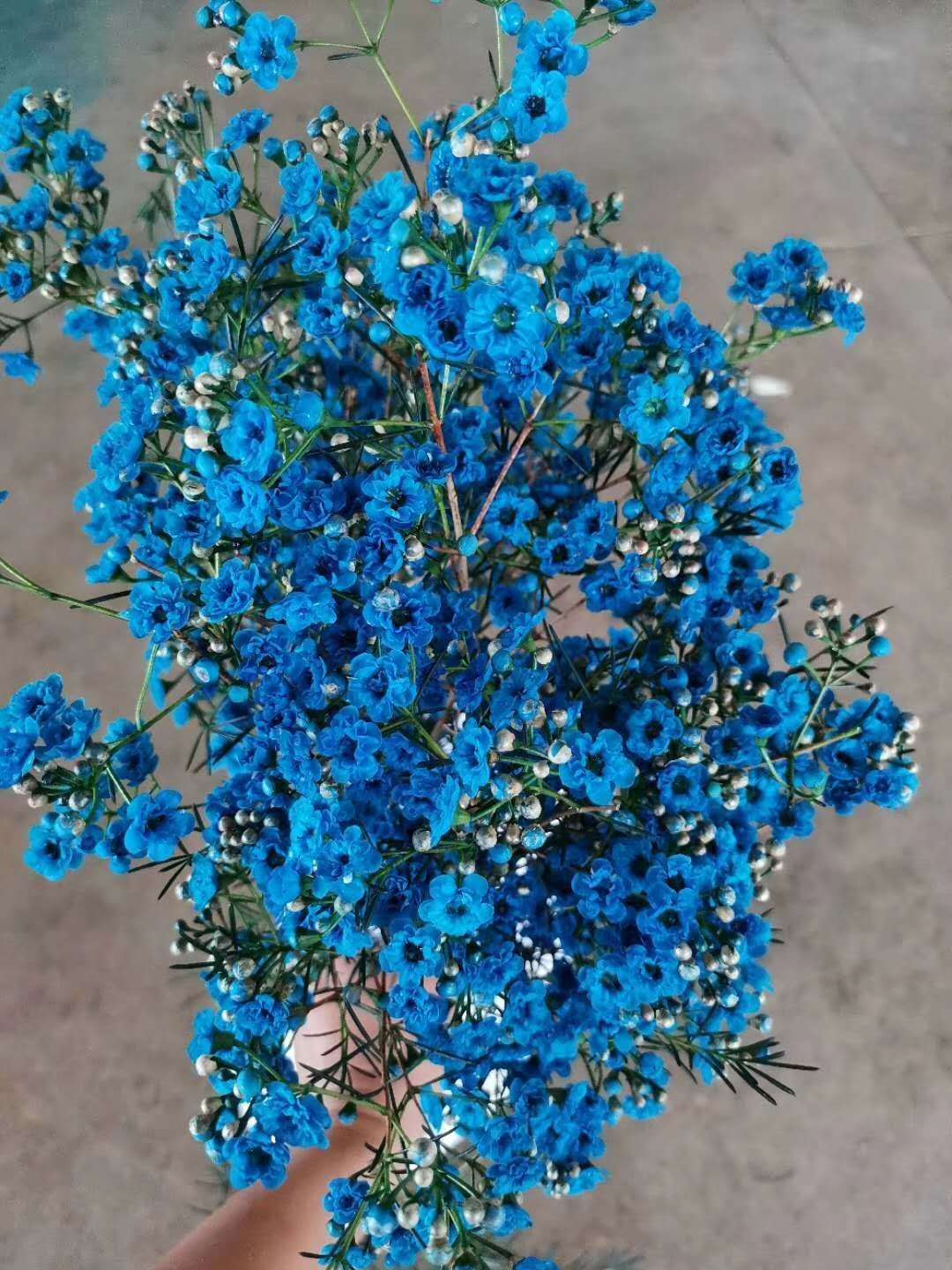 澳洲腊梅云南鲜花批发基地直发鲜切花大花型腊梅平头尖头颜色可选