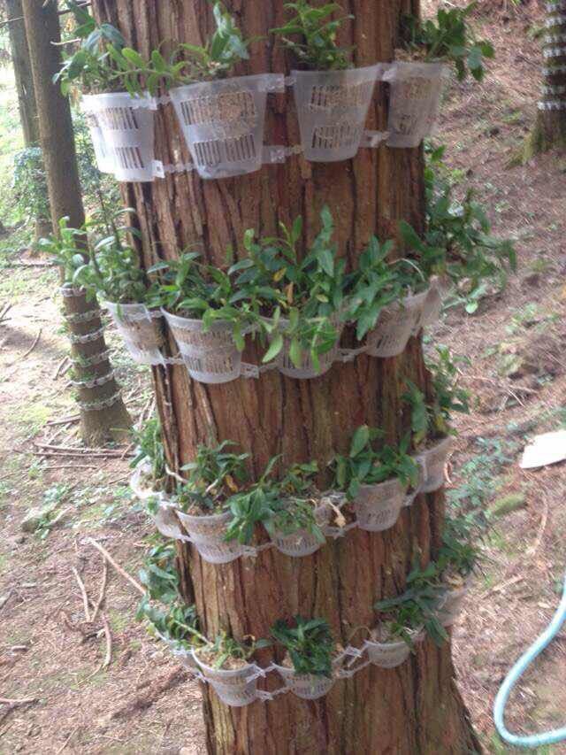 塑料铁皮石斛兰种植杯仿野生花盆棉绳绑树绑植板定植篮育苗控根盆