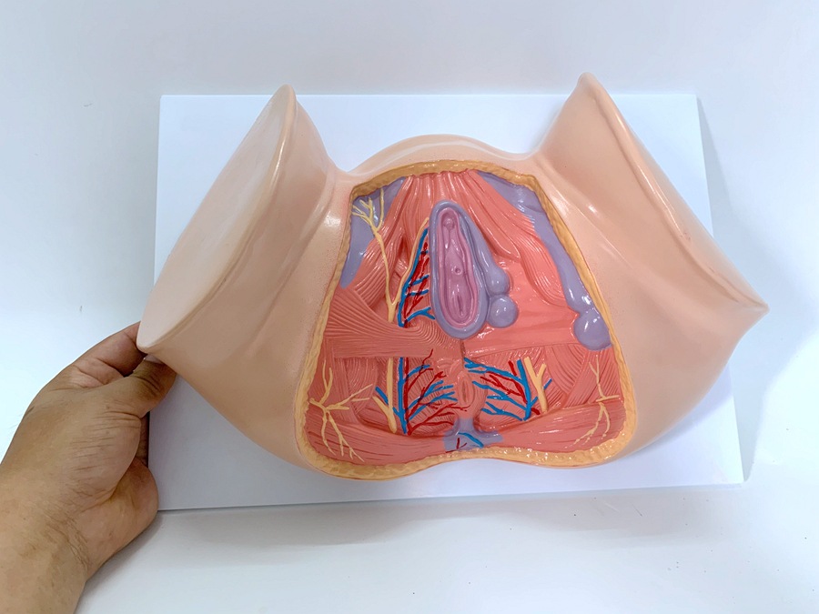1比1女性会阴模型盆底肌盆腔解剖会阴侧切产科护理家政月嫂培训