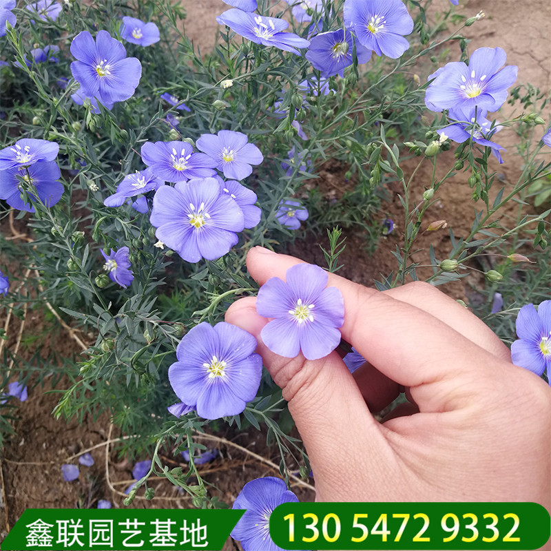 蓝亚麻基地现货 多年生宿根花卉 蓝花亚麻点缀片植均可