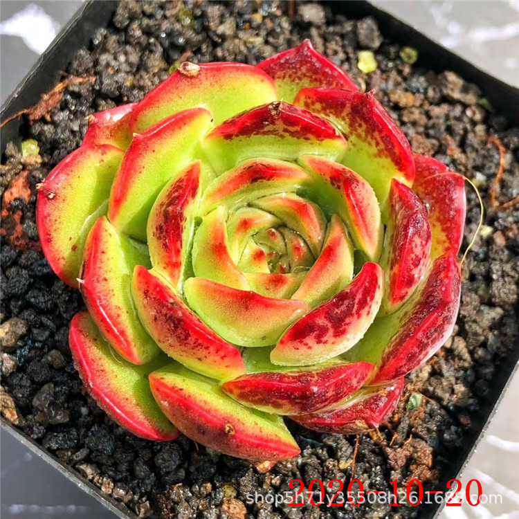 多肉植物大棚状态实拍批发 美人痣 樱水晶群冠幅11cm左右品相