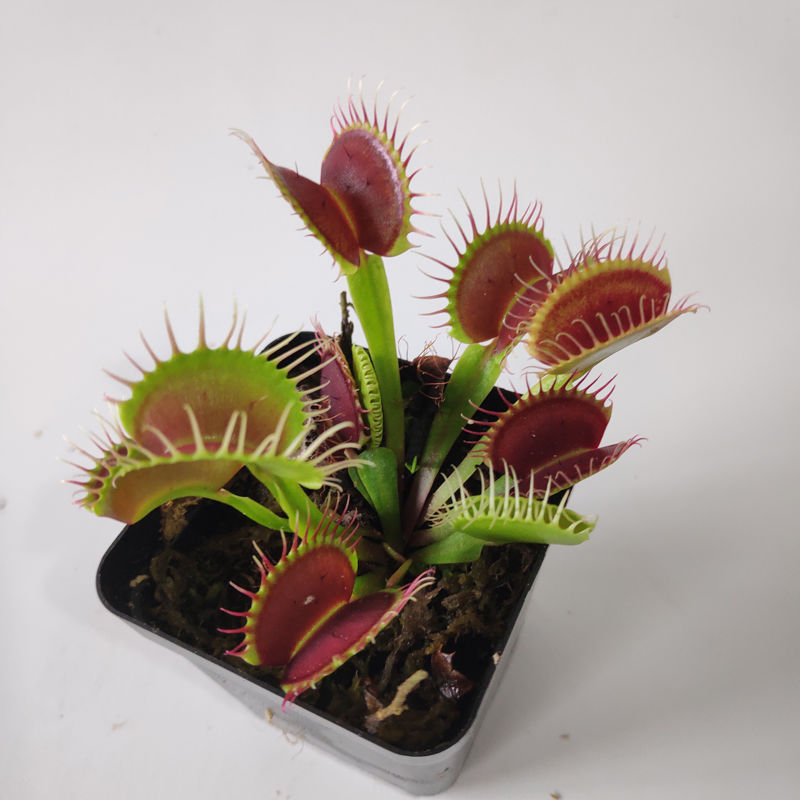 食虫草捕蝇草捉虫子的植物家养奇趣小植物吃虫子的b52捕蝇食人花
