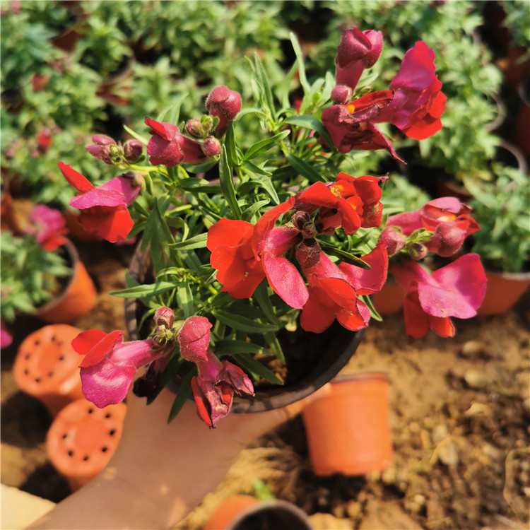 金鱼草盆栽 重瓣花卉植物金鱼草 庭院客厅耐寒草花金鱼草