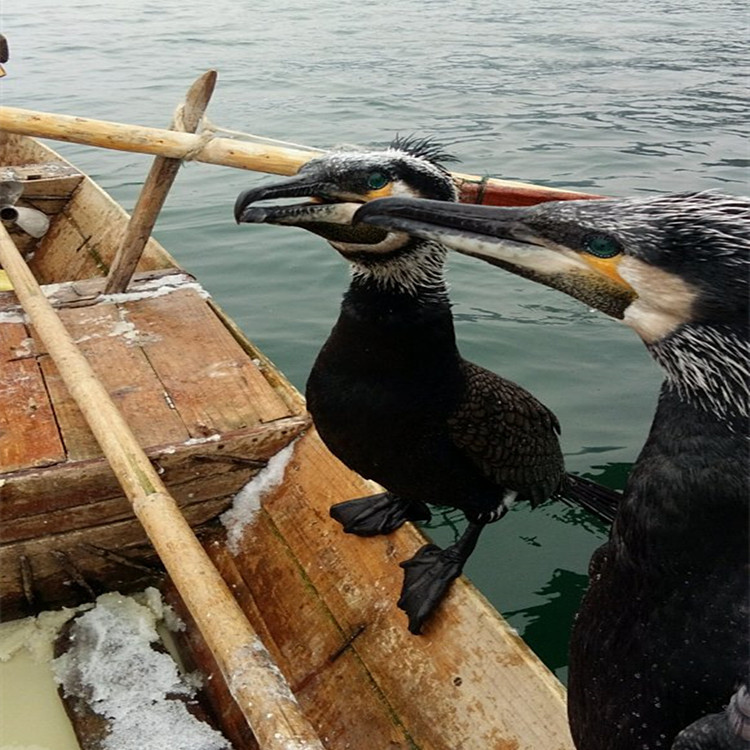 河北沧州成年的鱼鹰价格出售鱼鹰苗鱼鹰价格训练鸬鹚抓鱼包邮