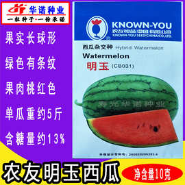 0成交7笔寿光市台湾农友高档红肉小型杂交礼品西瓜种子-明玉,嘉玲