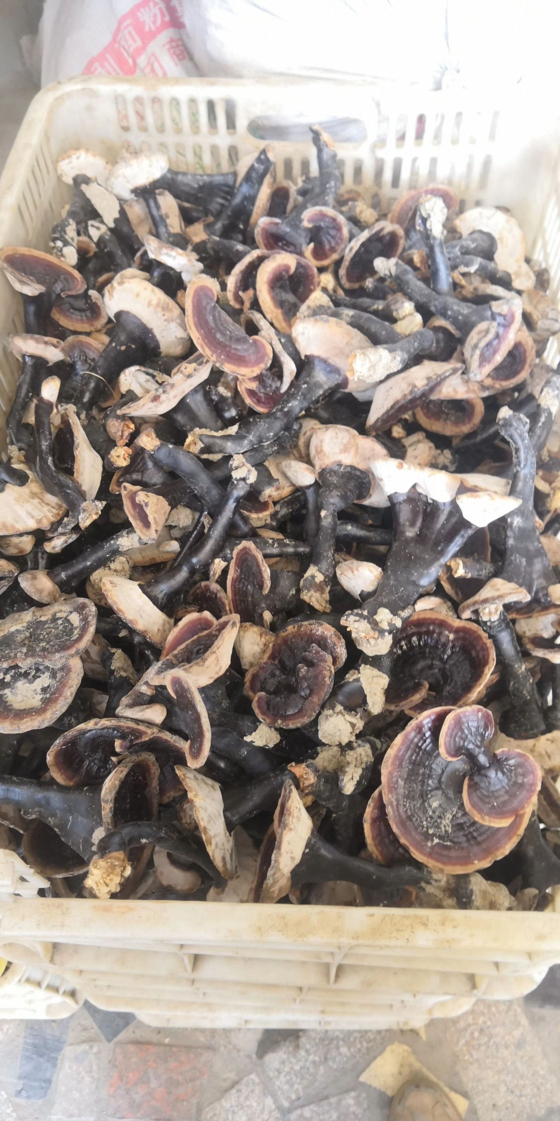 广西野生黑灵芝小灵芝250克水煲汤酒店送礼散装批发新货