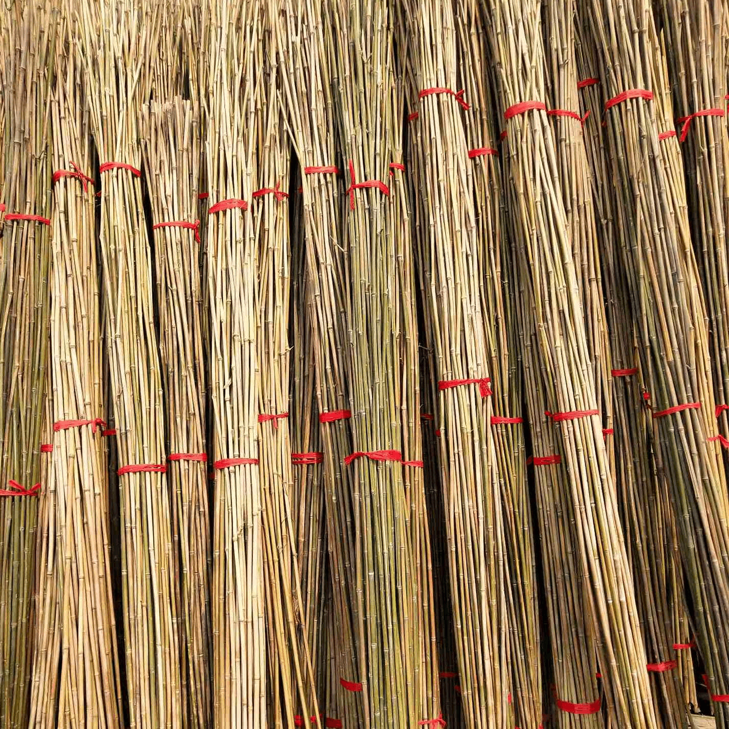 常年批发建筑用毛竹绿化支撑竹杆农业大棚 搭架竹竿