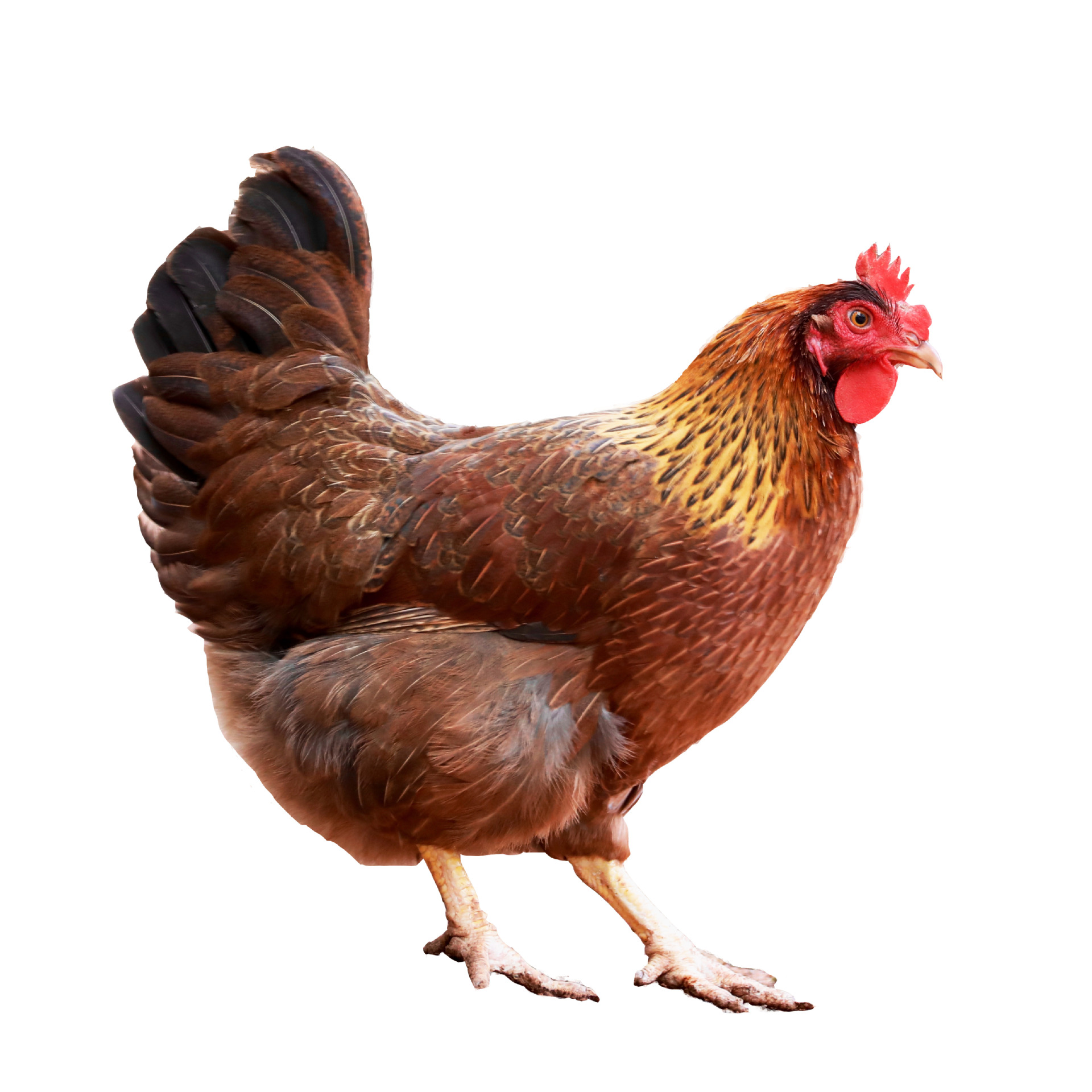 【山鸡凰】清远鸡广东清远农家散养鸡170天土鸡鲜鸡肉白切走地鸡