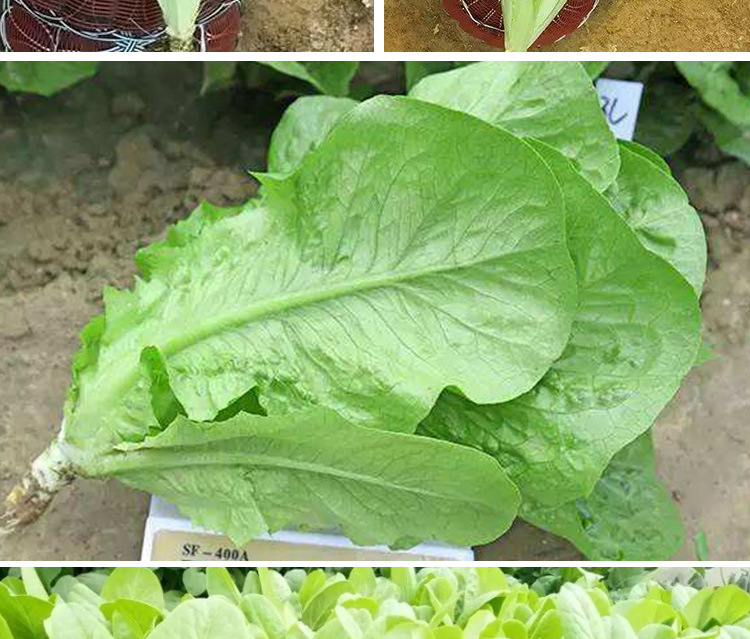 罗马直立生菜孔雀菜种子 农田菜园早熟可盆栽柔嫩罗马生菜蔬菜籽