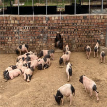 香猪养殖基地培育幼苗香猪  可作宠物猪 适合放养 出场价