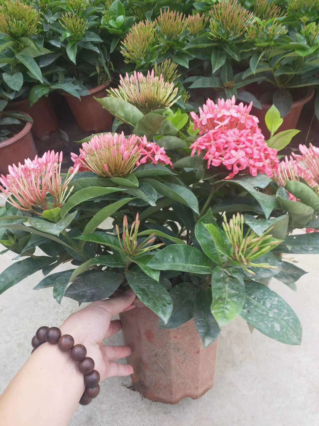 【基地直供】龙船花花期长耐养植物绣球绿化粉花龙船花盆栽