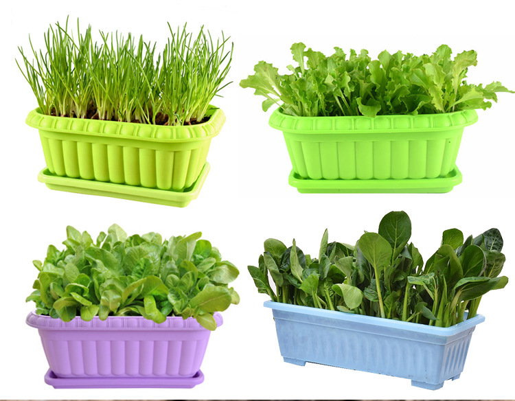 农家庭院盆栽生菜菠菜韭菜香菜草莓籽孑四季播种阳台蔬菜种子大全