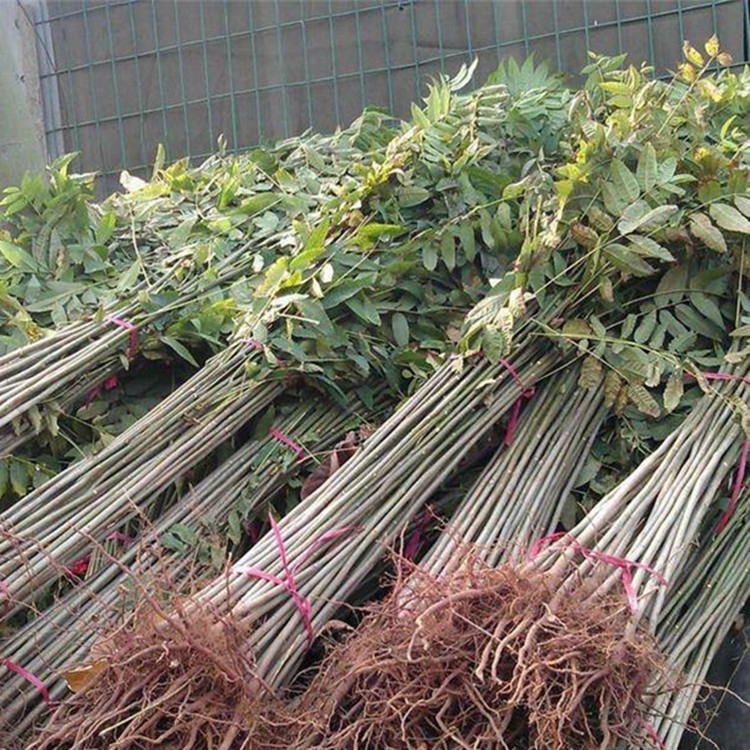 1米高香椿苗 量大出售价格低山东红油香椿苗基地大棚香椿苗