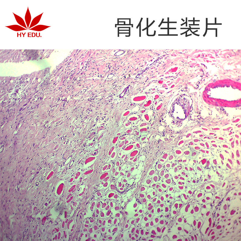 骨化生生物切片病理切片显微镜配套生物切片