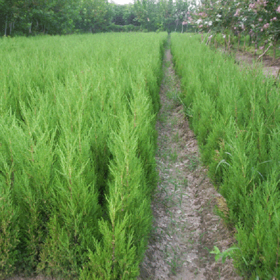 各种规格蜀桧苗 蜀桧苗 苗圃批发 基地供应各种蜀桧-阿里巴巴