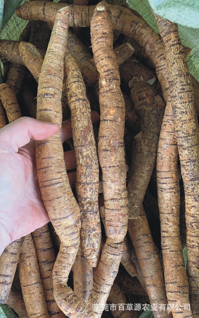 新鲜牛大力薯 粉质牛大力薯批发中药材牛古大力煲汤泡酒料