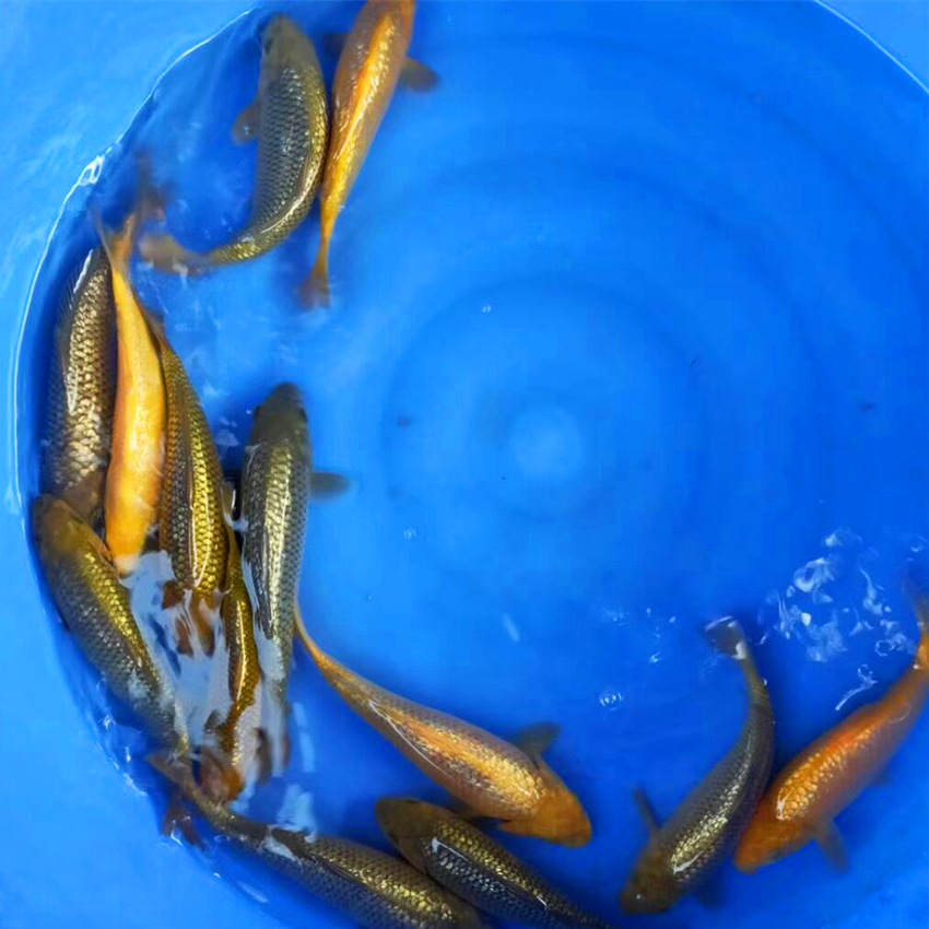 观赏鱼红茶鲤青茶鲤闪鳞茶活体鱼苗活体冷水风水日本锦鲤批发包活