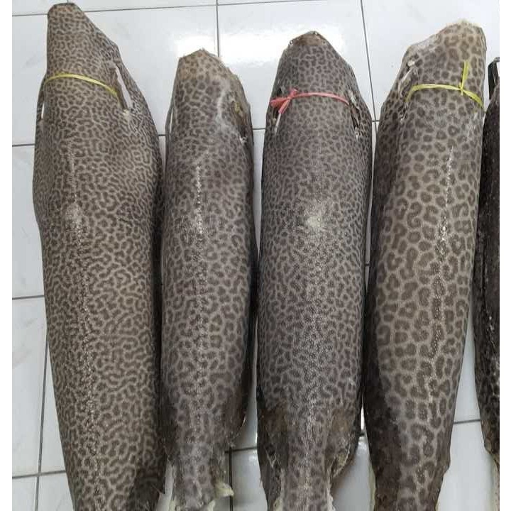 虎纹本色珍珠鱼皮料魔鬼鱼皮diy手工皮料刀剑鞘手柄整条真鱼皮