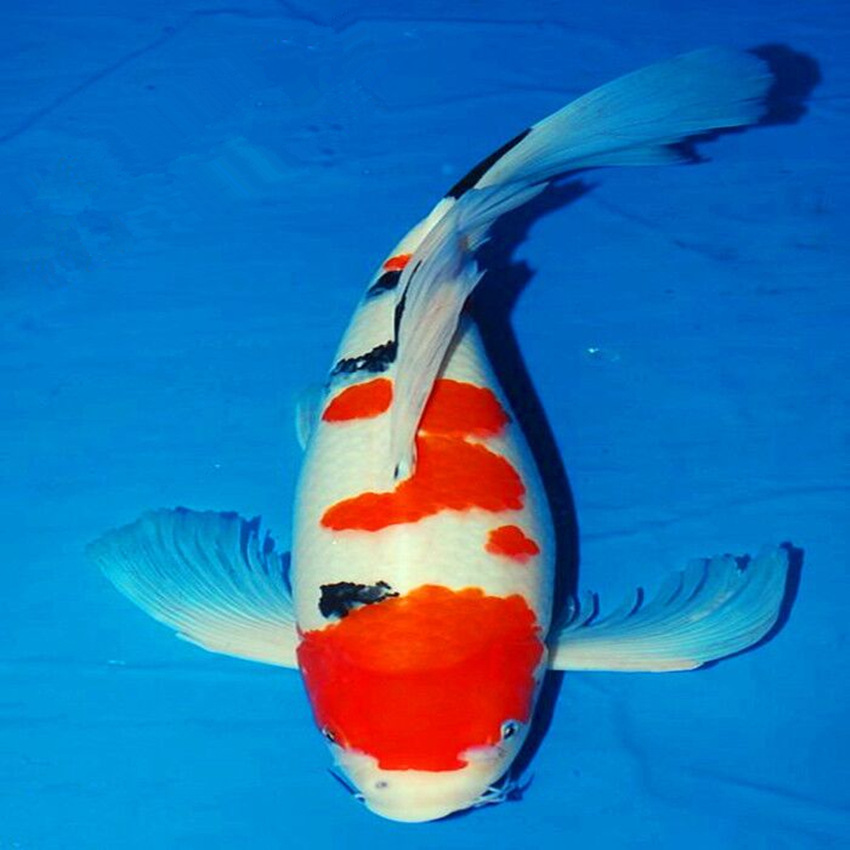 供应观赏鱼红白龙凤锦鲤三色长尾龙凤锦鲤鱼活体批发包邮