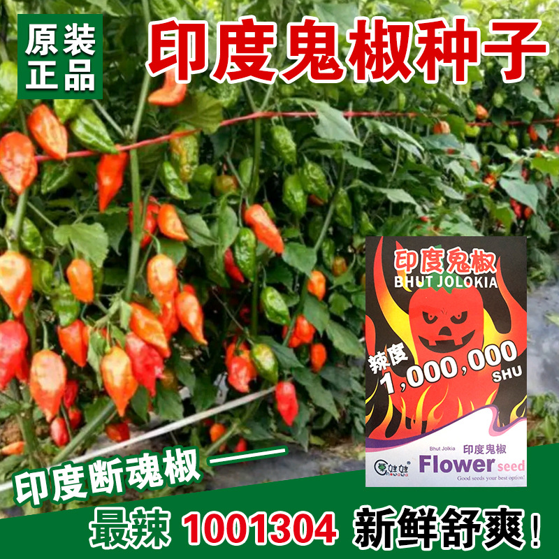 印度鬼椒辣椒种子辣四季种植食用阳台春季蔬菜种籽孑籽魔鬼椒种子