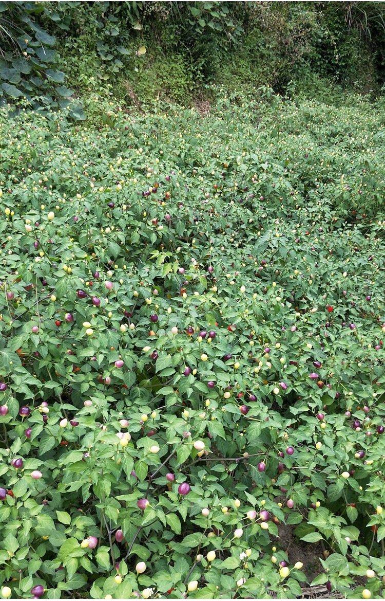 广西五彩泡椒辣椒种籽苗阳台观赏盆栽七彩泡椒种春季四季蔬菜种孑