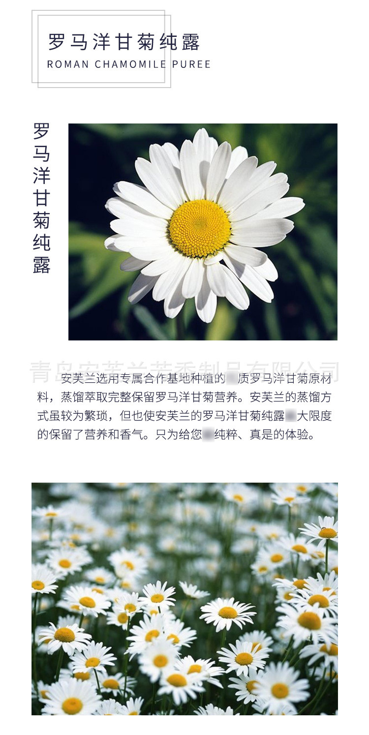 罗马洋甘菊纯露 纯露原料 化妆品纯露美容护肤/彩妆厂家现货批发