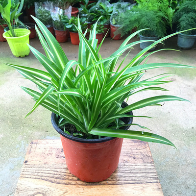 金边吊兰 金心吊兰 青叶吊篮盆栽水培植物花卉新房绿植包邮-阿里巴巴