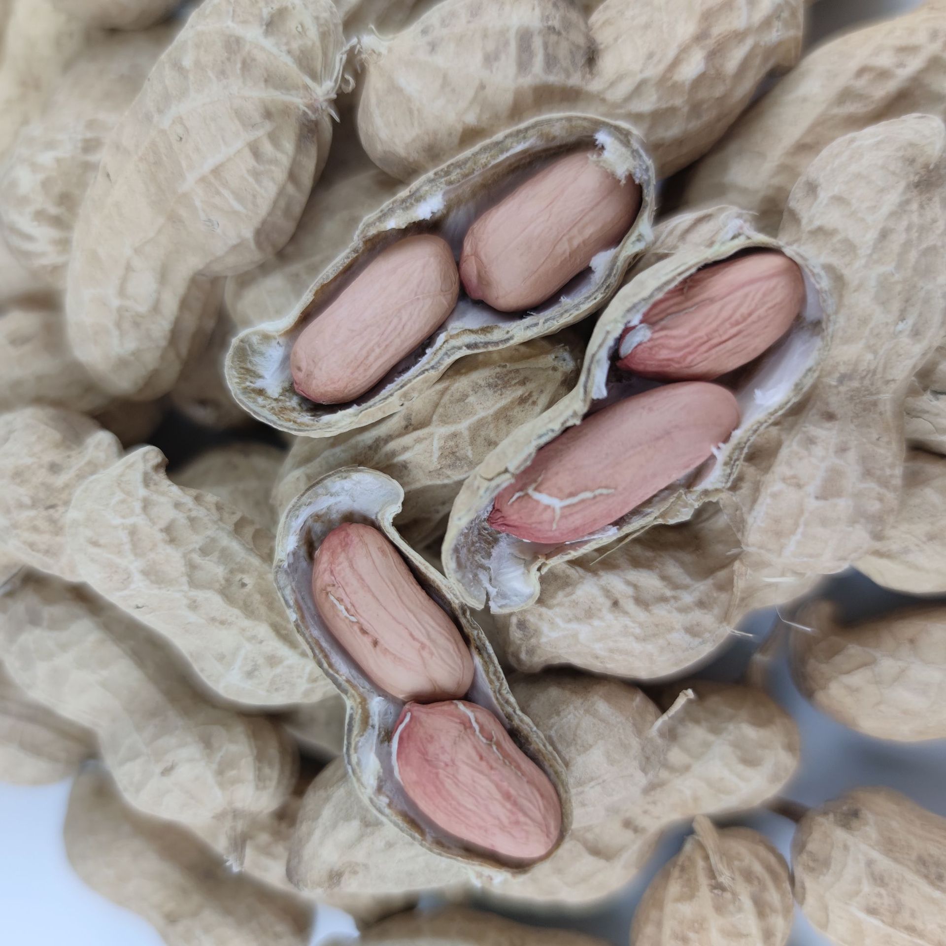 批发21年花生种子米花育25花生芽种子9616水培花生芽用一件25公斤