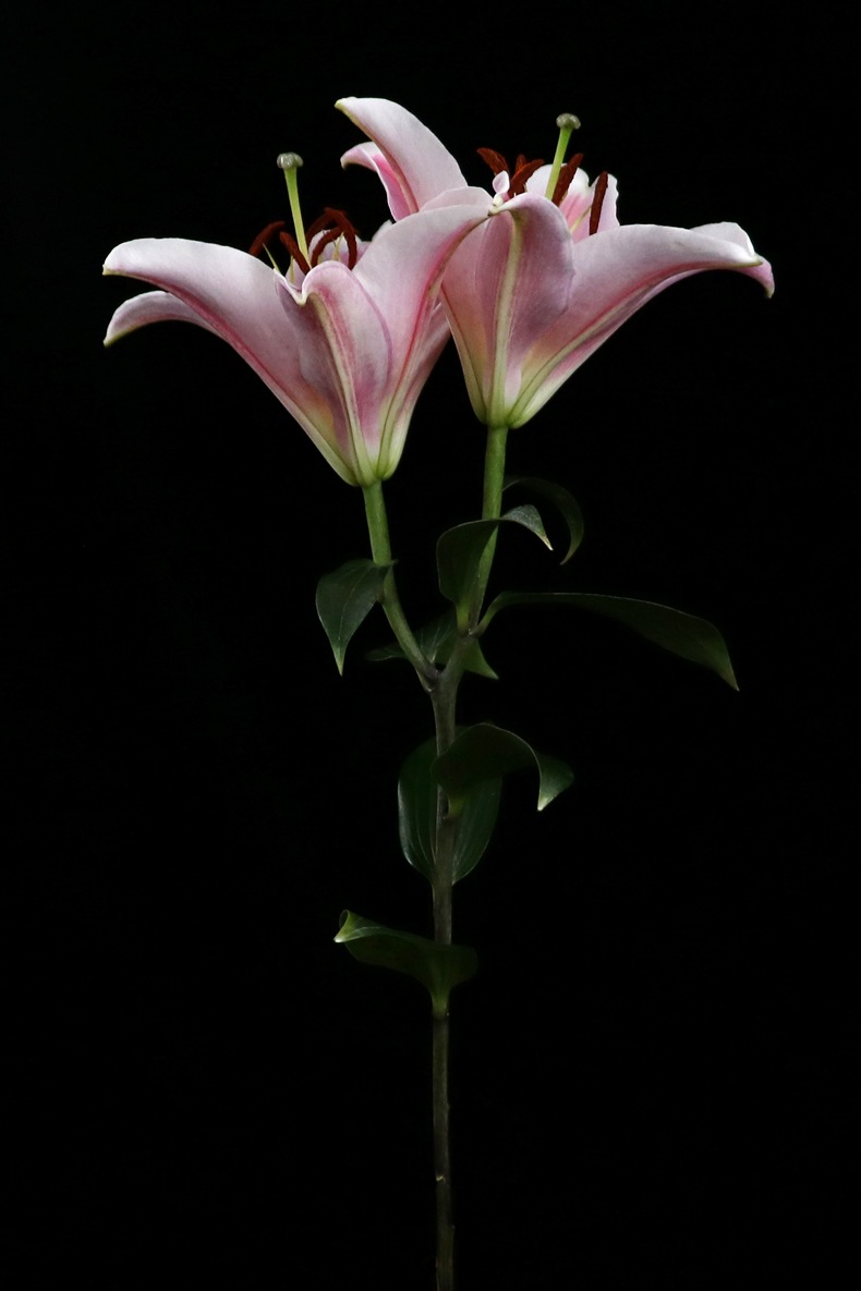 【百合粉色】云南昆明斗南鲜切花批发索尔邦梯伯粉百合夜市卖鲜花